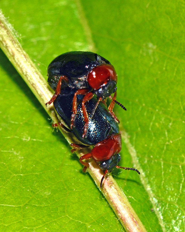 Coppia di Chrysomelidae: Smaragdina cfr salicina